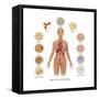 Cells of the Body-Gwen Shockey-Framed Stretched Canvas