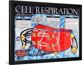 Cellular Respiration-null-Framed Art Print