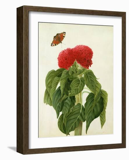 Celosia Argentea Cristata and Butterfly (W/C and Gouache over Pencil on Vellum)-Matilda Conyers-Framed Giclee Print