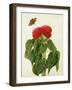 Celosia Argentea Cristata and Butterfly (W/C and Gouache over Pencil on Vellum)-Matilda Conyers-Framed Giclee Print