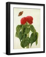 Celosia Argentea Cristata and Butterfly (W/C and Gouache over Pencil on Vellum)-Matilda Conyers-Framed Giclee Print