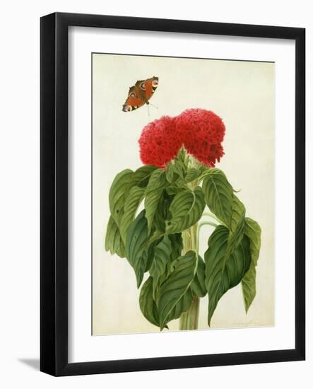 Celosia Argentea Cristata and Butterfly (W/C and Gouache over Pencil on Vellum)-Matilda Conyers-Framed Giclee Print