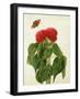 Celosia Argentea Cristata and Butterfly (W/C and Gouache over Pencil on Vellum)-Matilda Conyers-Framed Giclee Print