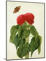 Celosia Argentea Cristata and Butterfly (W/C and Gouache over Pencil on Vellum)-Matilda Conyers-Mounted Giclee Print