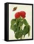 Celosia Argentea Cristata and Butterfly (W/C and Gouache over Pencil on Vellum)-Matilda Conyers-Framed Stretched Canvas