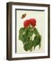 Celosia Argentea Cristata and Butterfly (W/C and Gouache over Pencil on Vellum)-Matilda Conyers-Framed Premium Giclee Print