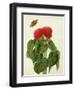 Celosia Argentea Cristata and Butterfly (W/C and Gouache over Pencil on Vellum)-Matilda Conyers-Framed Premium Giclee Print