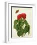 Celosia Argentea Cristata and Butterfly (W/C and Gouache over Pencil on Vellum)-Matilda Conyers-Framed Premium Giclee Print