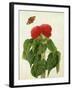 Celosia Argentea Cristata and Butterfly (W/C and Gouache over Pencil on Vellum)-Matilda Conyers-Framed Giclee Print