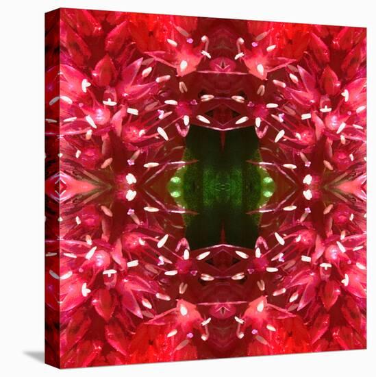 Celosia-Rose Anne Colavito-Stretched Canvas