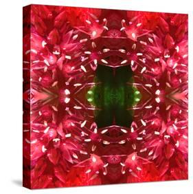 Celosia-Rose Anne Colavito-Stretched Canvas