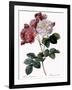 Cels's Rose-Pierre Joseph Redoute-Framed Giclee Print