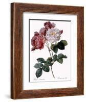 Cels's Rose-Pierre Joseph Redoute-Framed Giclee Print