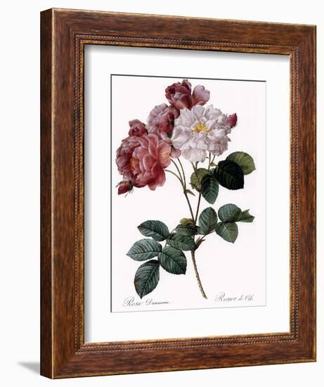 Cels's Rose-Pierre Joseph Redoute-Framed Giclee Print