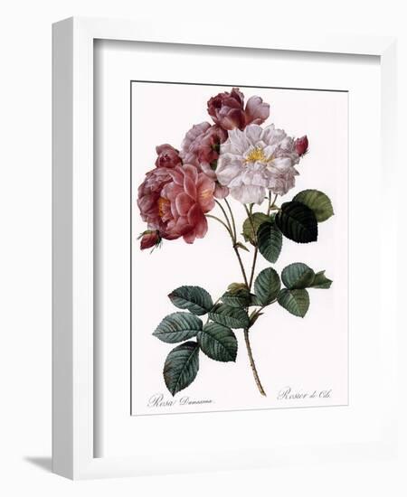 Cels's Rose-Pierre Joseph Redoute-Framed Giclee Print