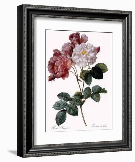 Cels's Rose-Pierre Joseph Redoute-Framed Giclee Print