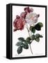 Cels's Rose-Pierre Joseph Redoute-Framed Stretched Canvas