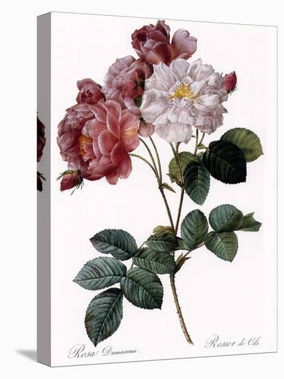 Cels's Rose-Pierre Joseph Redoute-Stretched Canvas