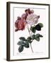 Cels's Rose-Pierre Joseph Redoute-Framed Giclee Print