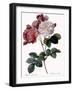 Cels's Rose-Pierre Joseph Redoute-Framed Giclee Print