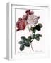 Cels's Rose-Pierre Joseph Redoute-Framed Giclee Print