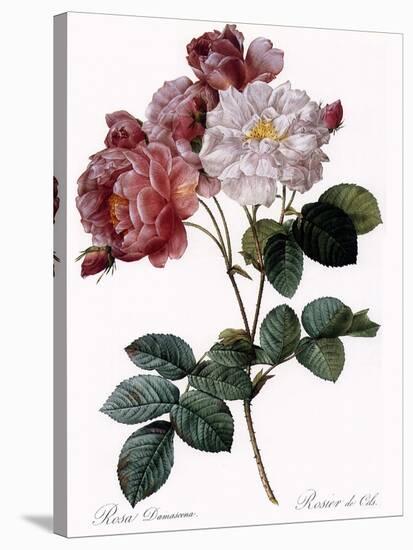 Cels's Rose-Pierre Joseph Redoute-Stretched Canvas