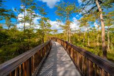 Bridge in A Forest-CelsoDiniz-Photographic Print