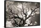 Canvas Black