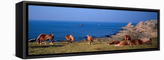 Celtic Horses on the Shore, Finistere, Brittany, France-null-Framed Stretched Canvas