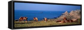 Celtic Horses on the Shore, Finistere, Brittany, France-null-Framed Stretched Canvas