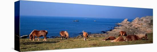 Celtic Horses on the Shore, Finistere, Brittany, France-null-Stretched Canvas