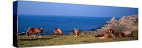 Celtic Horses on the Shore, Finistere, Brittany, France-null-Stretched Canvas