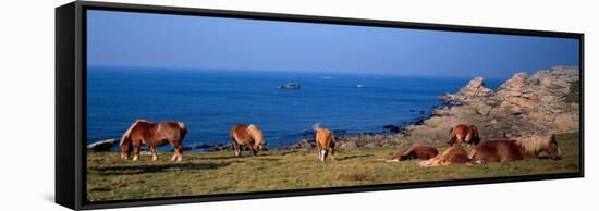 Celtic Horses on the Shore, Finistere, Brittany, France-null-Framed Stretched Canvas