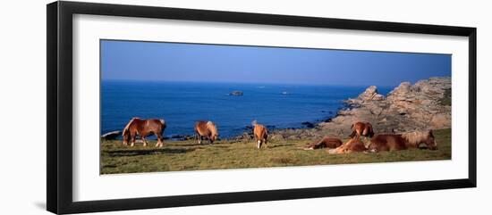 Celtic Horses on the Shore, Finistere, Brittany, France-null-Framed Photographic Print
