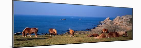 Celtic Horses on the Shore, Finistere, Brittany, France-null-Mounted Photographic Print