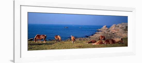 Celtic Horses on the Shore, Finistere, Brittany, France-null-Framed Photographic Print