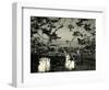 Cemetery and Tree, California, 1955-Brett Weston-Framed Photographic Print