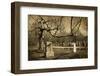 Cemetery-pink candy-Framed Photographic Print