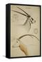 Cemsboc and Leuconyx, C.1863-John Hanning Speke-Framed Stretched Canvas