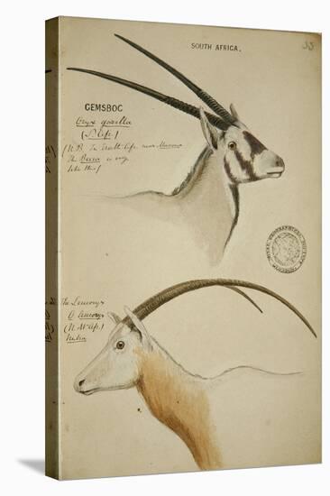 Cemsboc and Leuconyx, C.1863-John Hanning Speke-Stretched Canvas