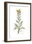 Centaurea collina, Flora Graeca-Ferdinand Bauer-Framed Giclee Print