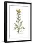 Centaurea collina, Flora Graeca-Ferdinand Bauer-Framed Giclee Print