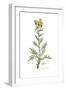 Centaurea collina, Flora Graeca-Ferdinand Bauer-Framed Giclee Print