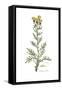 Centaurea collina, Flora Graeca-Ferdinand Bauer-Framed Stretched Canvas