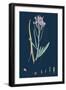 Centaurea Cyanus; Blue-Bottle-null-Framed Giclee Print