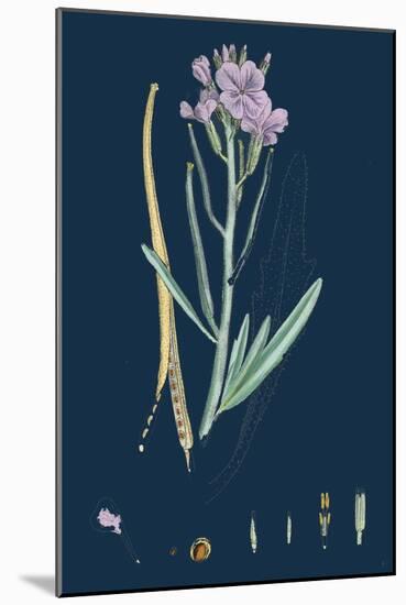 Centaurea Cyanus; Blue-Bottle-null-Mounted Giclee Print