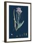 Centaurea Cyanus; Blue-Bottle-null-Framed Giclee Print