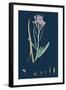 Centaurea Cyanus; Blue-Bottle-null-Framed Giclee Print