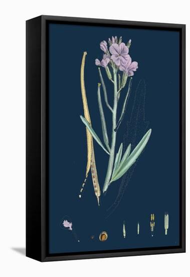 Centaurea Cyanus; Blue-Bottle-null-Framed Stretched Canvas