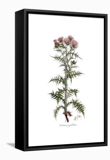 Centaurea galactites, Flora Graeca-Ferdinand Bauer-Framed Stretched Canvas